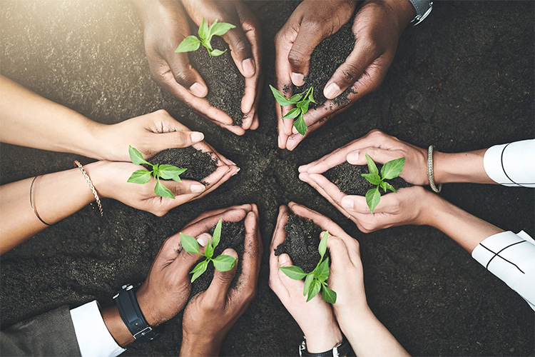 amspa-plant-grow-together