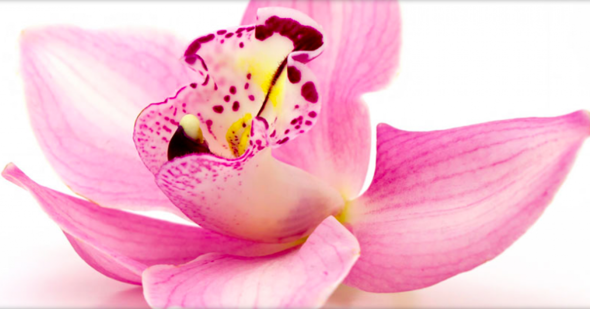 flower_diva
